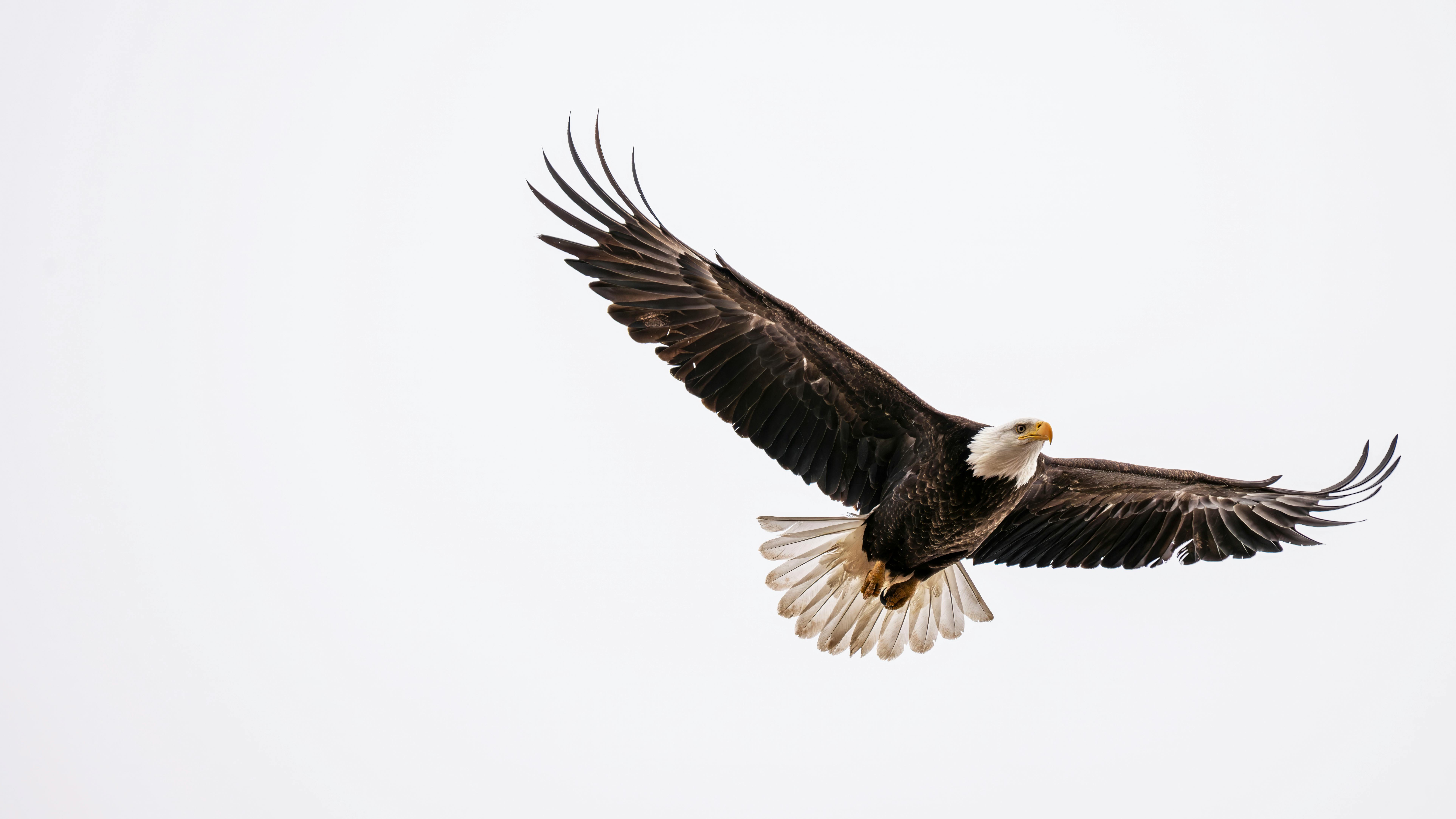 Eagle flying